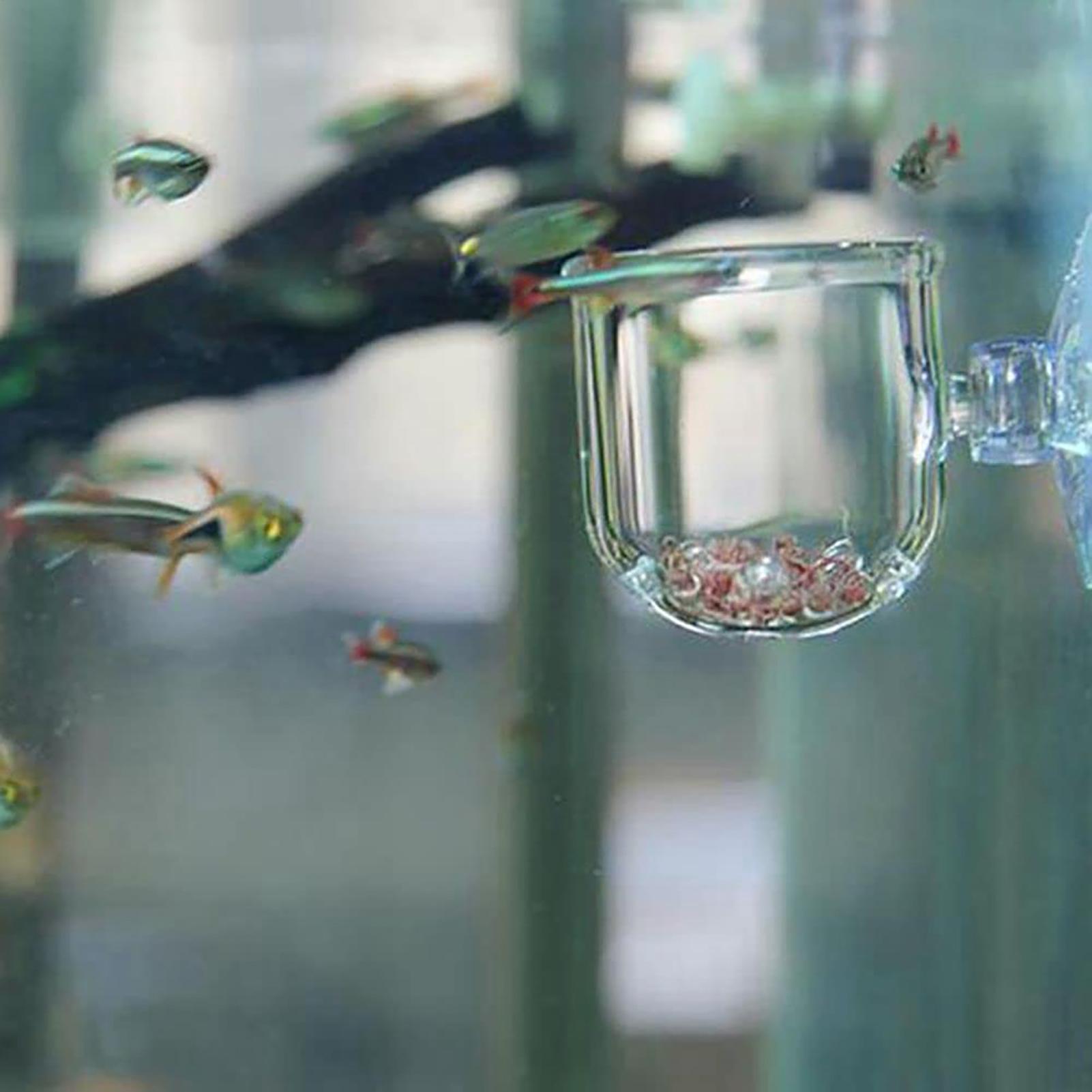 Aquarium Blumentopf Glas Zylin – Aquarium Planted Seeds Bewertung und Preis