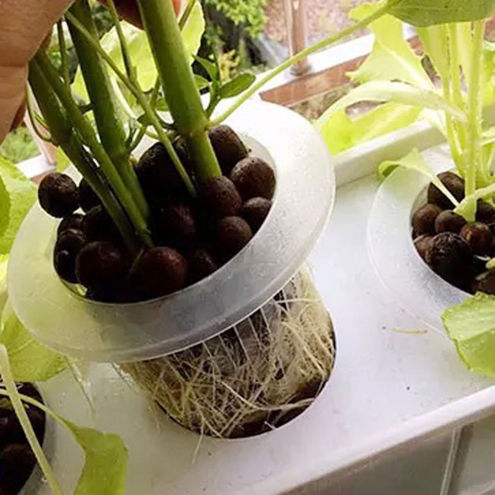 10/50 Stück Heißer Verkauf Aqu – Aquarium Planted Seeds Bewertung und Preis