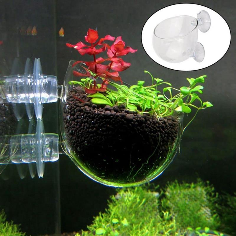 Aquarium-Pflanztopf, Glaszylin – Aquarium Planted Seeds Bewertung und Preis