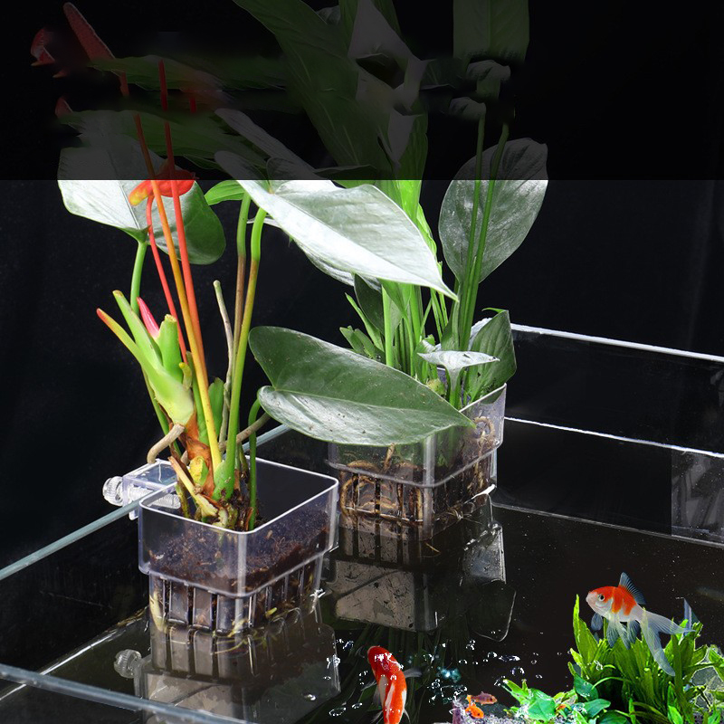 1Pc Aquarium Hydrokultur Pflan – Aquarium Planted Seeds Bewertung und Preis