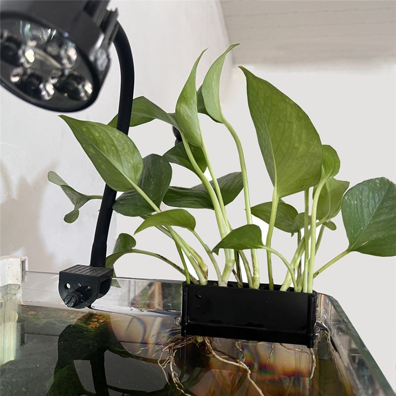 ABUN 2 Stück Aquarium-Pflanzen – Emersed Plants Aquarium Bewertung und Preis