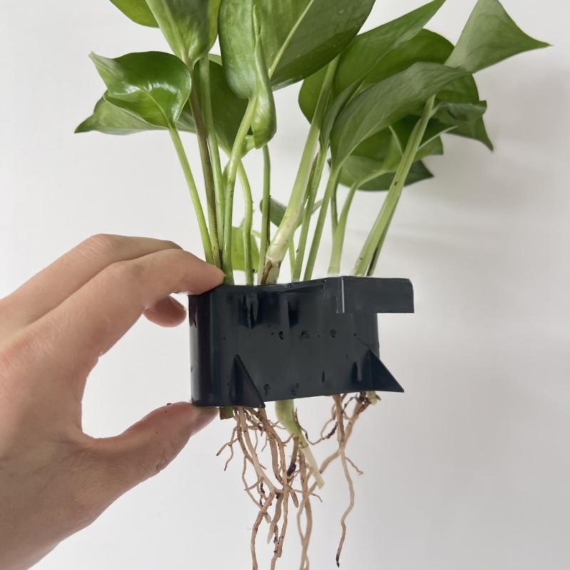 Wasserpflanze Landschaft Hydro – Emersed Plants Aquarium Bewertung und Preis