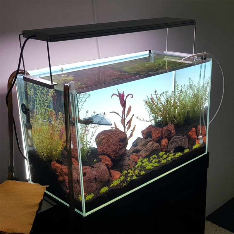 Meistverkaufte weiße LED-Aquar – Planted Aquarium Best Fish Bewertung und Preis