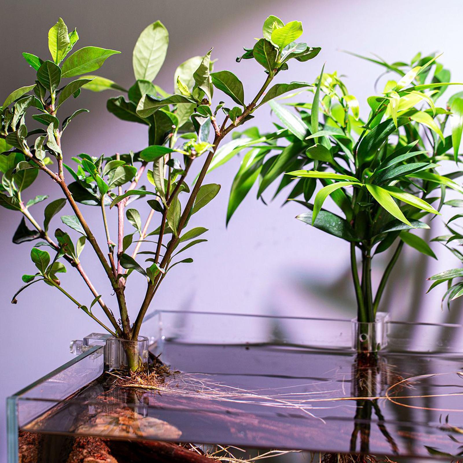 Mini-Aquarium-Pflanztopf 6 Stü – Planted Aquarium Mini Bewertung und Preis