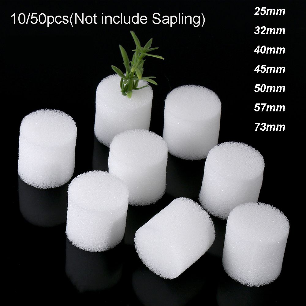 10/50 stücke Durable Garten Li – Aquarium Planted Seeds Bewertung und Preis